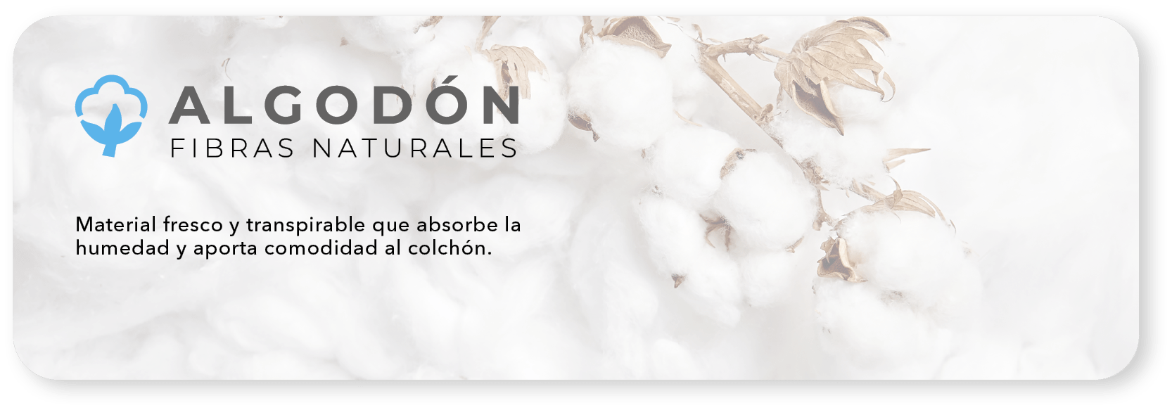 algodon
