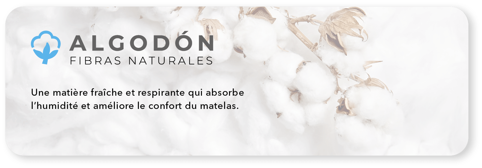 algodon